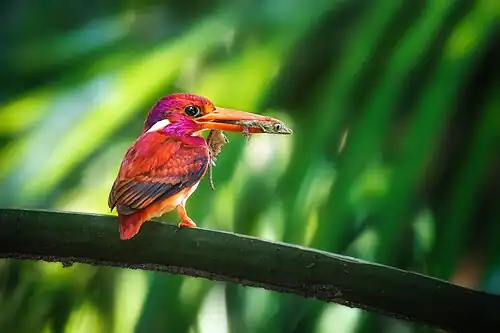 Goldzwergfischer mit Reptilienbeute