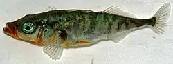 Dreistachliger Stichling (Gasterosteus aculeatus)