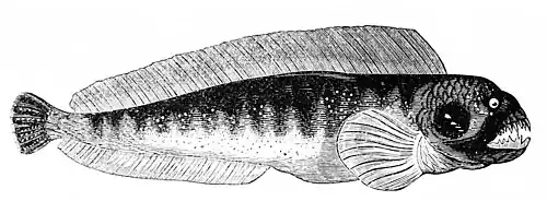 Gestreifter Seewolf (Anarhichas lupus)