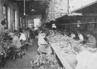 Ein tüchtiger amerikanischer Arbeiter kämmte pro Tag den Schmutz aus 1200 Kaninfellen (1916)