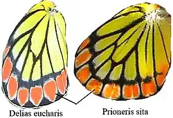 D. eucharis vs. P. sita