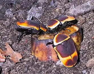 P. marginata peregrina an Banane