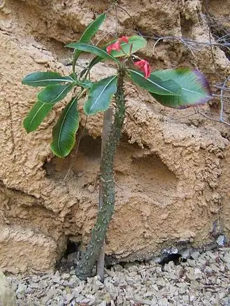 Pachypodium baronii, im Botanischen Garten von Neuchâtel in der Schweiz