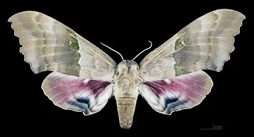 Pachysphinx modesta weiblich Dorsalansicht