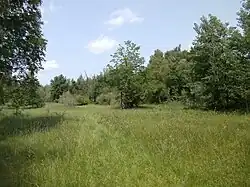 Vegetation auf Pagensand