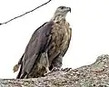 Bindenseeadler