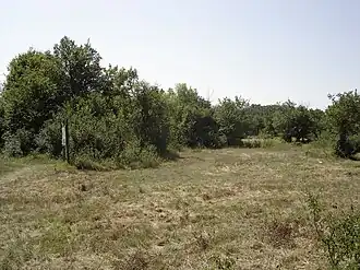 Vegetation im Eichen-Ulmen-Wald, sogenannter „Pannonischer Hain“