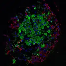 Fluoreszenzmikroskopie einer Langerhans-Insel einer Ratte