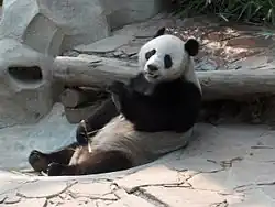 Pandabär ruht