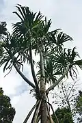 Pandanus thomensis.