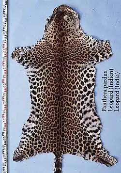 Zum Vergleich: Indischer Leopard