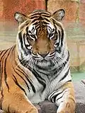 22 Tigre (Tiger) 85-86-87-88