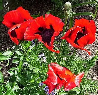 Arznei-Mohn (Papaver bracteatum)