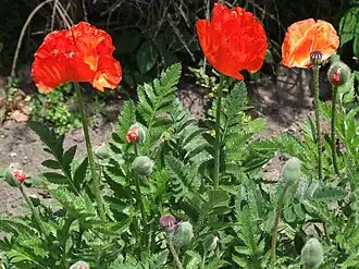Türkischer Mohn (Papaver orientale)