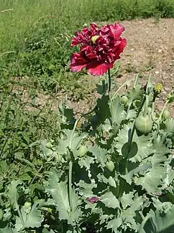 Schlafmohn