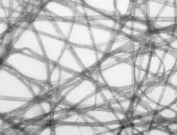 Hellfeld-Mikroskopie Kontrast wird durch Absorption und Streulichtverluste des Lichts im Objekt erzeugt.