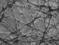 Phasenkontrast-Mikroskopie Kontrast wird durch Interferenz verschiedenphasiger Licht­wellen nach Objektdurchgang erzeugt.