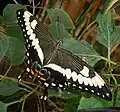 Papilio ophidicephalus