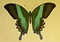 Papilio blumei: Grün durch Pigmentierung