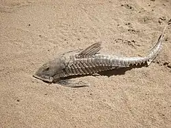 Paraloricaria vetula