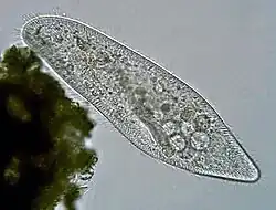 Paramecium caudatum (Peniculia)