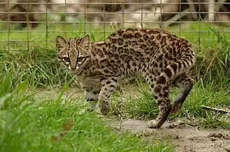 Nördliche Tigerkatze (Leopardus tigrinus)