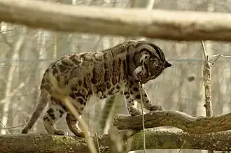 Nebelparder (Neofelis nebulosa)