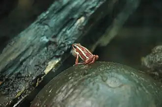 Dreistreifen-Baumsteiger (Epipedobates tricolor)