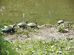 Schildkröten am Teich des Parkes.