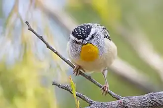 Fleckenpanthervogel mit weißem Schnabelansatz