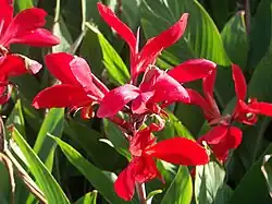 Indisches Blumenrohr