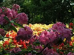 Rhododendren im Park der Gärten Rostrup