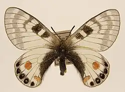 Parnassius stoliczkanus