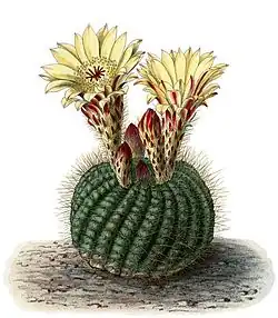 Parodia concinna