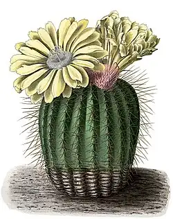 Parodia schumanniana
