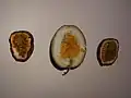 Passionsfrucht, Gelbe Maracuja, Braune Maracuja (aufgeschnitten)