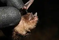 Patricia-Haftscheibenfledermaus (Thyroptera wynneae), 2014 erstmals wissenschaftlich beschrieben