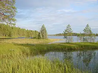 Der See Suomunjärvi im Norden des Nationalparks ist von Wald und Schilf, ...