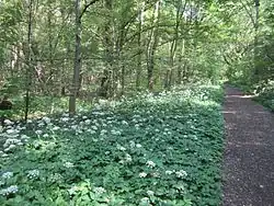 Im Paunsdorfer Wäldchen