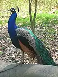 Männlicher blauer Pfau