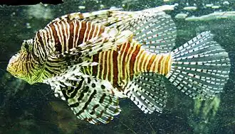 Pazifischer Rotfeuerfisch