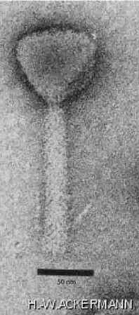 EM-Aufnahme eines Virions der Gattung Pbunavirus (Hans-W. Ackermann)