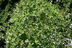 Pelargonienblätter (versch. Pelargonium-Arten, Duftpelargonien, wie Pelargonium odoratissimum, Pelargonium crispum, Pelargonium fragrans, Pelargonium graveolens, Pelargonium tomentosum)