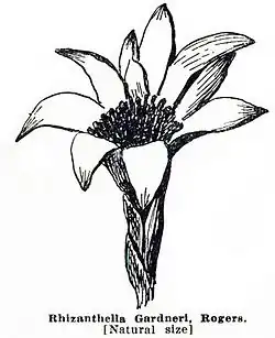 Rhizanthella gardneri, Seite 66