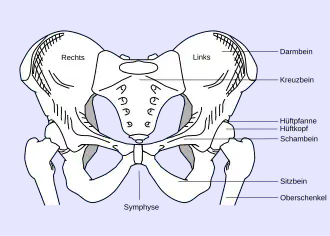 Anatomie des gesunden Beckens (Ansicht von vorne)