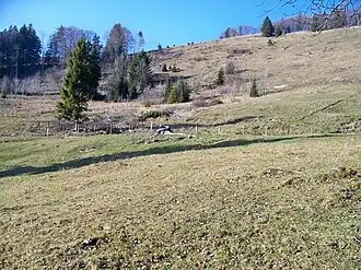 Almfläche der Pelzen-Alm