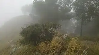 Am Nordabfall des Peña Hueva