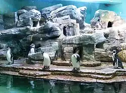 Humboldt-Pinguine im Zoo Prag