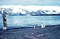 Zügelpinguine auf Deception Island (1962)