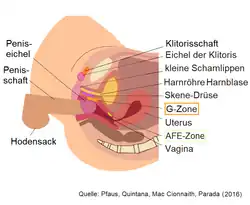 Penetration des Penis beim vaginalen Intimverkehr mit Berühren der G-Zone